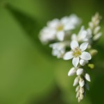 笠地区の蕎麦の花