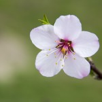 20150321アーモンドの花