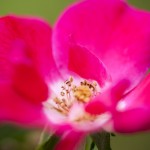 0816京都植物園バラ4585