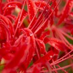 cluster amaryllis